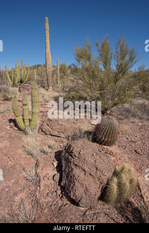Scenic landscape with hedgehog cactus at Wildhorse Tanks, Ajo Mountain Loop road, Organ Pipe Cactus National Monument, South-central Arizona, USA Stock Photo