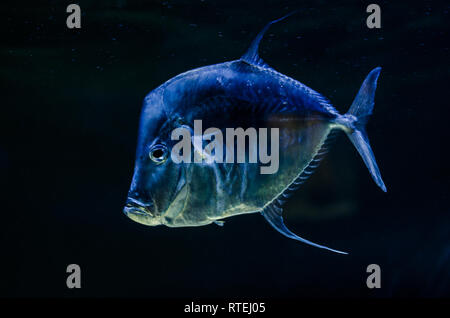 sea creatures exhibited in the Oceanographic Museum of Monaco Stock Photo