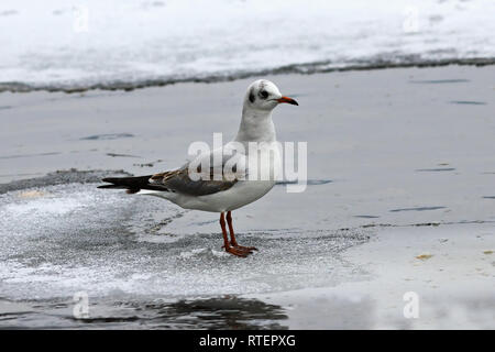 black headed gull standing on frozen river ( Chroicocephalus ridibundus ) Stock Photo