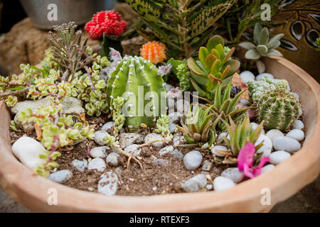 Group of cactus in a pot.Many Succulents Flowers in ceramic pot.Floral hipster pattern. Succulents and cactus.Home gardening with cactus and another Stock Photo