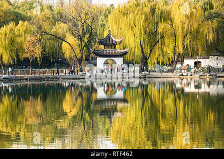 A Chinese pavilion surrounded by the golden willow trees Stock Photo