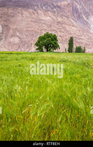 Single tree on the wheat field with mountain background Stock Photo