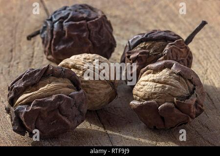 Ripe walnuts (Juglans regia) in dried shell, Germany Stock Photo