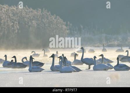 Whooper swans (Cygnus cygnus) resting on an ice surface in winter, Saxony-Anhalt, Germany Stock Photo