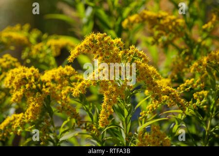 Flowers of tall goldenrod (Solidago gigantea), nature reserve Isarauen, Upper Bavaria, Bavaria, Germany Stock Photo