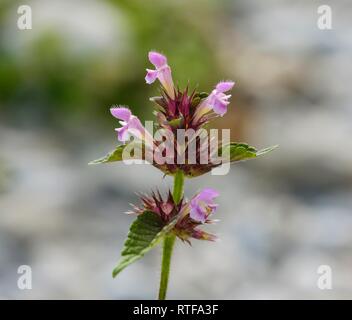 Hedge woundwort (Stachys sylvatica), flower, Bavaria, Germany Stock Photo