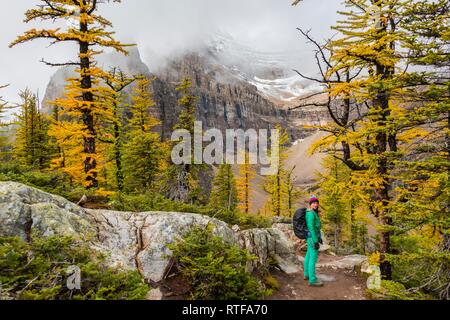 Hiker at the summit of The Beehive, autumn larches, snow-capped mountains in the back, Plain of Six Glaciers, near Lake Louise Stock Photo