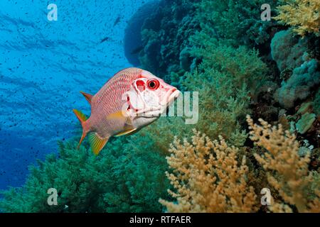Sabre squirrelfish (Sargocentron spiniferum) swims over coral reef with Litophyton arboreum (Litophyton arboreum), Red Sea Stock Photo