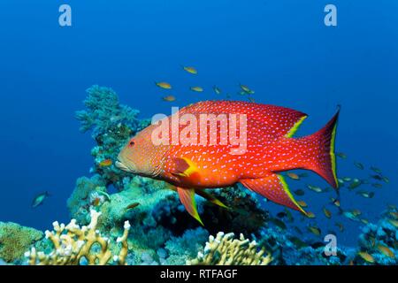 Yellow-edged lyretail (Variola louti) floats over coral reef, Red Sea, Egypt Stock Photo