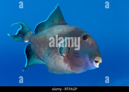 Blue triggerfish (Pseudobalistes fuscus) swims in the open sea, Red Sea, Egypt Stock Photo