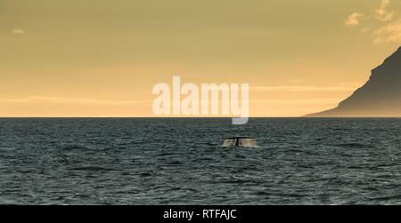 Blue whale (Balaenoptera musculus) diving down, evening mood in the fjord, Isfjorden Spitsbergen, Svalbard, Norway Stock Photo