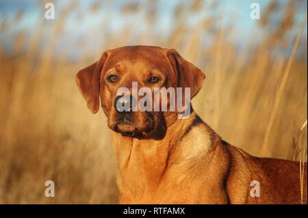 Labrador Retriever, yellow, male, animal portrait, Austria Stock Photo