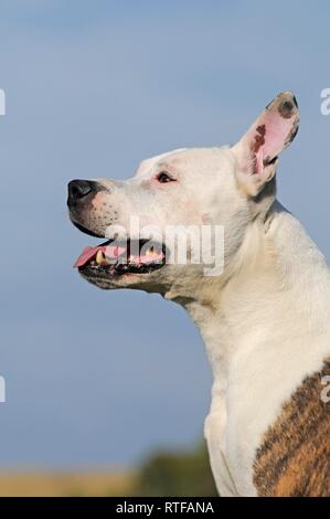 American Staffordshire Terrier, brindle with white, animal portrait, Austria Stock Photo