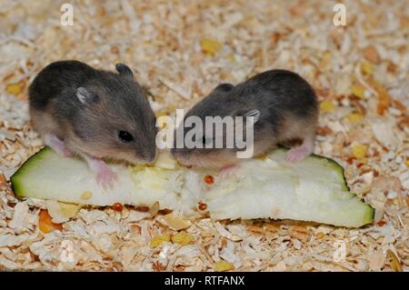 Djungarian hamsters (Phodopus sungorus), wild coloured, young animals, 2 weeks, eat cucumber, Austria Stock Photo