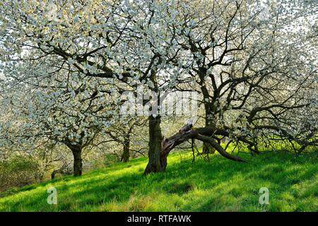 Wild orchard meadow in spring, flowering Cherry trees (Prunus), Burgenlandkreis, Saxony-Anhalt, Germany Stock Photo