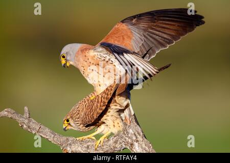 Lesser Kestrels (falco naumanni), mating, pairing season, Spain Stock Photo