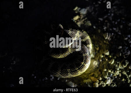 A relatively large Northern Pacific Rattlesnake photographed on a hot summer evening. Stock Photo