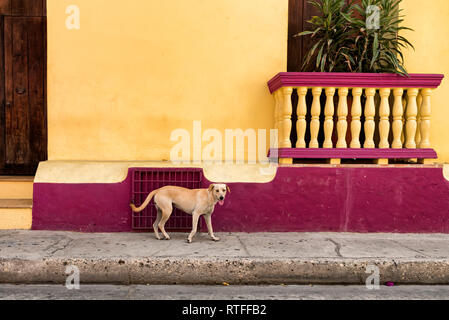 Stray dog walking in front of a colourful house in Cartagena, Colombia Stock Photo