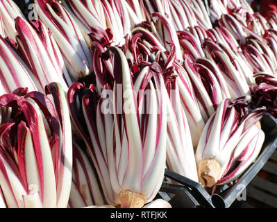 many red chicory called Radicchio Tardivo for sale in Treviso city Italy in winter Stock Photo