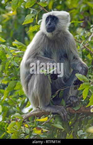 Hanuman or Grey or Gray, Common or Entellus Langur (Semnopithecus entellus). Adult female foraging amongst tree foliage. Northern India. Stock Photo