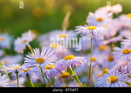 Bright flowers are in garden. Aster alpinus or Alpine aster is an ornamental plant native to the mountains of Europe Stock Photo