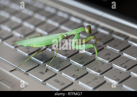 Software bug metaphor, mantis walks on a laptop keyboard with English and Russian letters Stock Photo