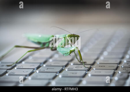 Software bug metaphor, green mantis walks on a laptop keyboard, macro photo with selective focus Stock Photo