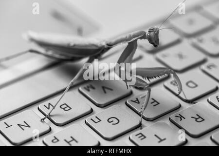 Software bug metaphor, mantis is on a laptop keyboard, black and white closeup photo with selective focus Stock Photo