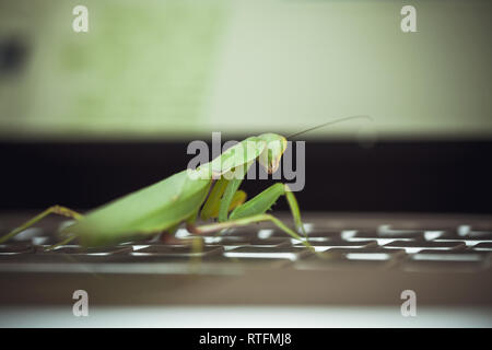 Software bug metaphor, green mantis sitting on laptop keyboard Stock Photo