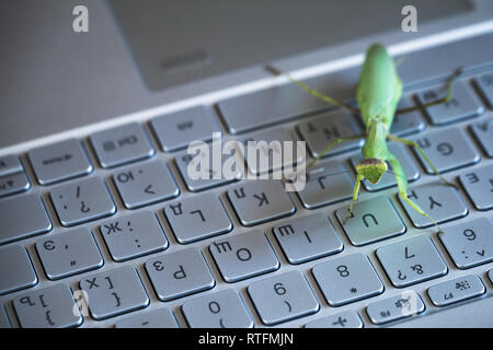 Software bug metaphor, mantis sitting on a laptop keyboard with English and Russian letters Stock Photo