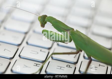 Software bug metaphor, mantis walks on a laptop keyboard Stock Photo