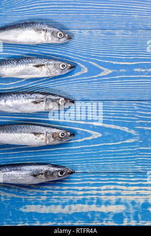 Five mackerel fishes laid out in row on painted blue wooden background.  Stock Photo