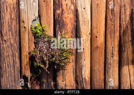 Green plant growing through a weathered timber log wall on a beach. Textured natural wallpaper. Stock Photo