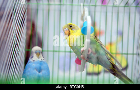 Green and blue budgerigar parrot close up sits on cage near the mirror. Cute green budgie .Parrot eats from dry ear grass. Cute green budgie sits in b Stock Photo