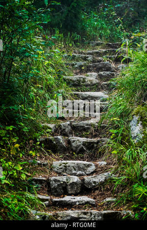 Stone steps leading the way up to forest. Stock Photo