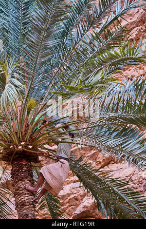 Sultanat of Oman, governorate of Ash Sharqiyah, Wadi ash Shab, date plantation Stock Photo