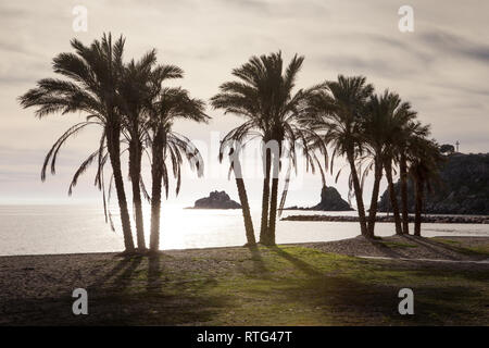 palm trees on a beach Stock Photo