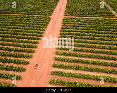 Aerial over a citrus farm Stock Photo