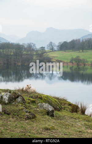 A sheep resting on a grassy knoll above Loughrigg Tarn with the Langdale Pikes in the distance (portrait), Lake District, UK A sheep resting on a grassy knoll above Loughrigg Tarn with the Langdale Pikes in the distance (portrait), Lake District, UK