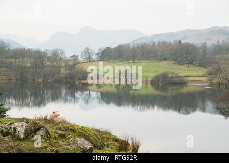 A sheep resting on a grassy knoll above Loughrigg Tarn with the Langdale Pikes in the distance (landscape), Lake District, UK