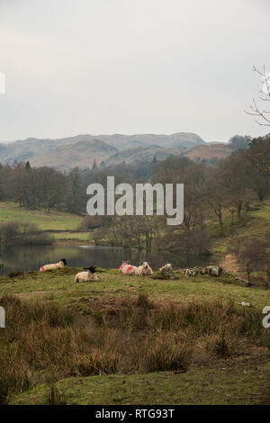 Sheep resting on a grassy knoll above Loughrigg Tarn, Lake District, UK