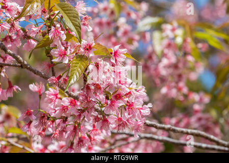 Close up japanese sakura cherry blossom Stock Photo - Alamy