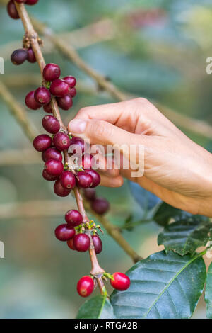 Close-up of farmers hand picking ripe and raw coffee berries on a coffee tree branch on coffee plantation. Stock Photo