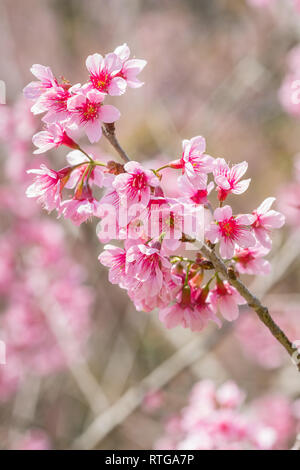 Close up japanese sakura cherry blossom and blue sky Stock Photo - Alamy