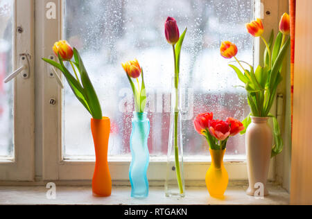 Vase with tulips. Several vases with tulips. Bright spring card. Women's Day. March. Gift to the girl. Vase with tulips by the window Stock Photo