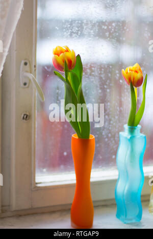Vase with tulips. Several vases with tulips. Bright spring card. Women's Day. March. Gift to the girl. Vase with tulips by the window Stock Photo