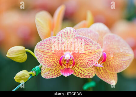 Beautiful yellow orchid flowers close-up Stock Photo