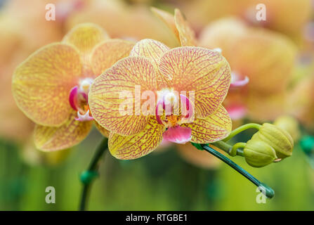 Beautiful yellow orchid flowers close-up Stock Photo