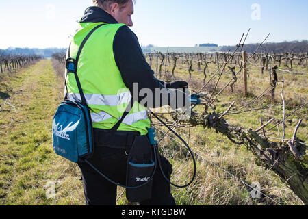 New Hall Vineyard, Purleigh, Essex, England Stock Photo