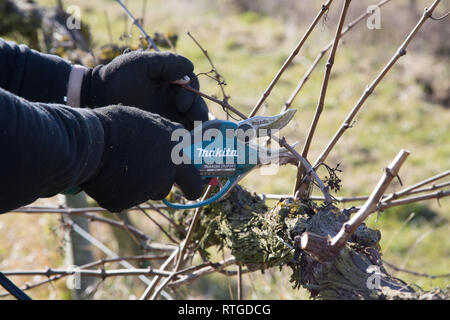 New Hall Vineyard, Purleigh, Essex, England Stock Photo